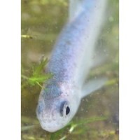 Blauwe winde